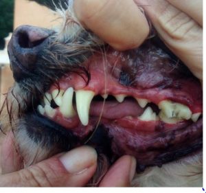 Hundemaul mit gereinigten Zähnen 