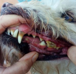 Hundemaul mit Zahnstein und Zahnbelägen