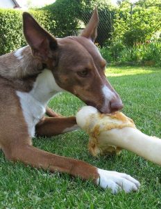 Hund mit Knochen nach Futterberatung