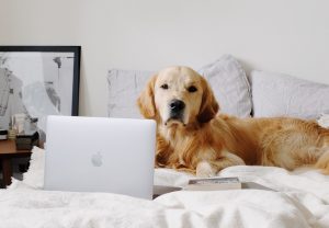 Hund besucht am Laptop Online-Tierheilpraxis