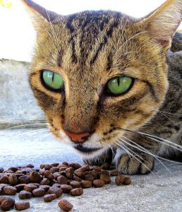 Katze mit Trockenfutter braucht Futterberatung