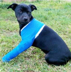 Kleiner Hund mit Gipsbein - Knochenbrüche sind Notfälle